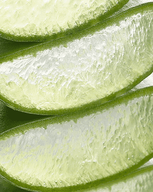 aloe vera cut open